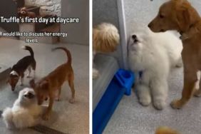 Puppy Pretends Not To See Owners To Avoid Leaving Daycare
