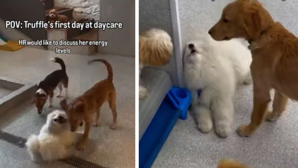 Puppy Pretends Not To See Owners To Avoid Leaving Daycare