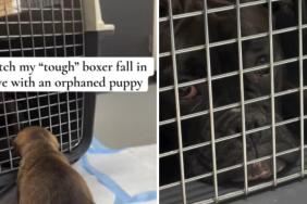 Orphaned Rescue Puppy Meets ‘Tough’ Big Dog & Two Lives Finally Become One