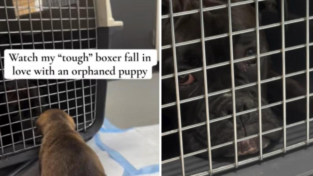 Orphaned Rescue Puppy Meets ‘Tough’ Big Dog & Two Lives Finally Become One