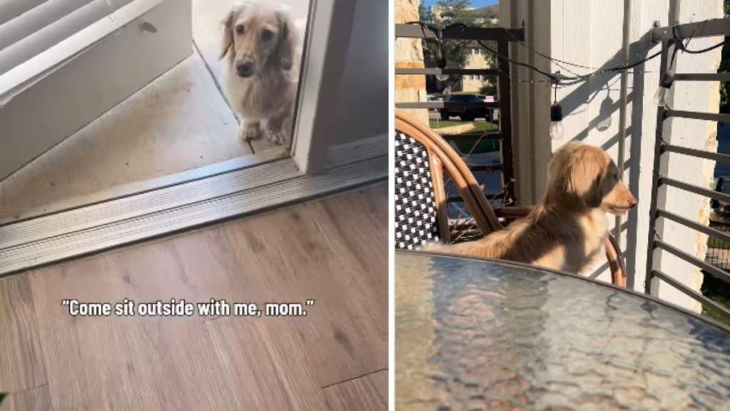 Dog Brings Mom Outside to Balcony To Sit With Him