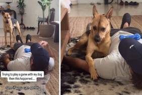 Rescue Dog Chooses Cuddle Time Over Playing Game With Dad