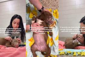 Rescue Puppy Still Has So Much Love To Give as She Waits for a Home