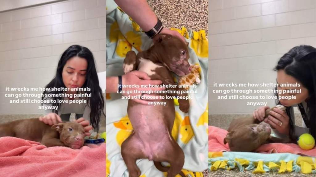 Rescue Puppy Still Has So Much Love To Give as She Waits for a Home