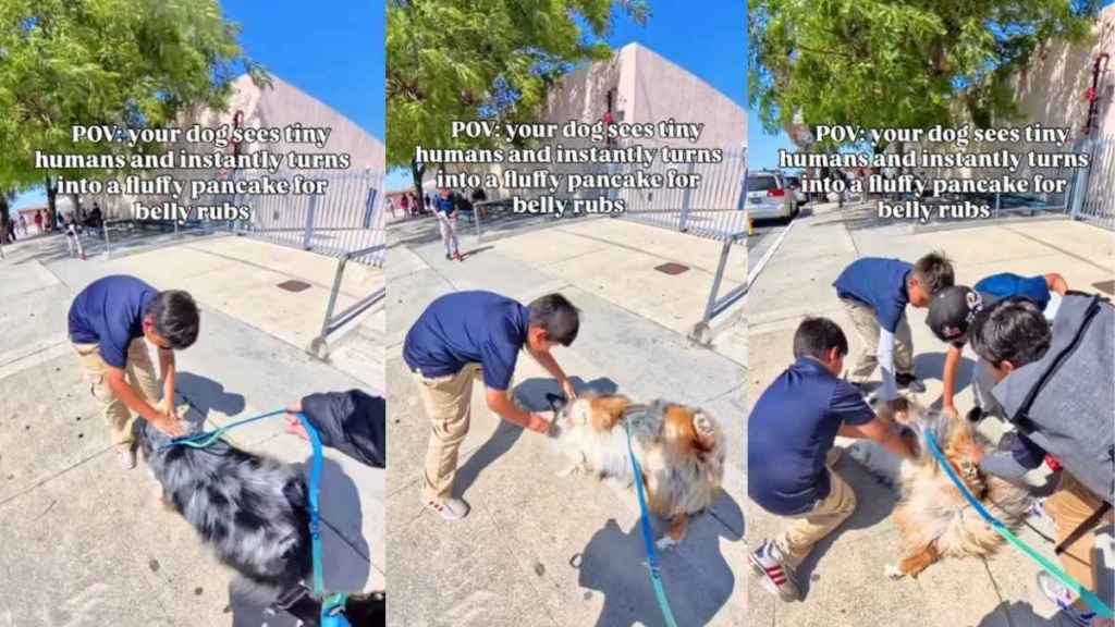 Dog Loves Walks, but Real Joy Comes From Meeting Little Kids for Belly Rub