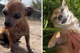 Senior Rescue Dog’s Life Wouldn’t Be Same, but She Mattered to the Right Person