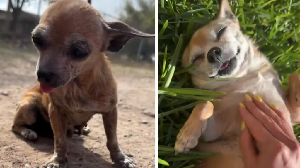 Senior Rescue Dog’s Life Wouldn’t Be Same, but She Mattered to the Right Person