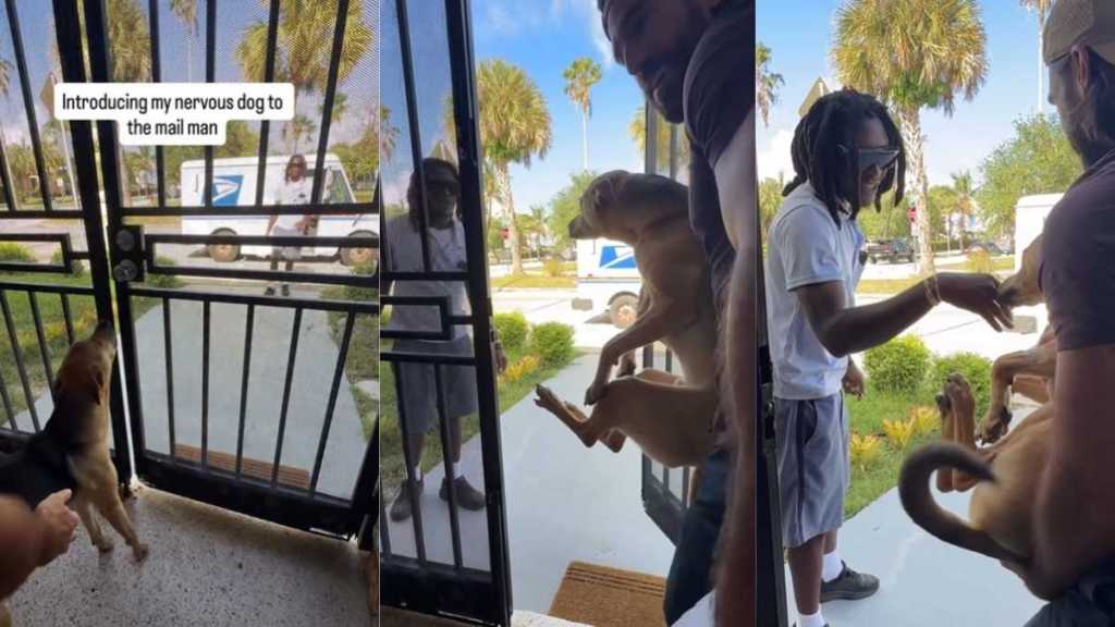 ‘Nervous’ Rescue Dog Is Scared To Meet Mailman, but Stays Calm Is Dad’s Arms