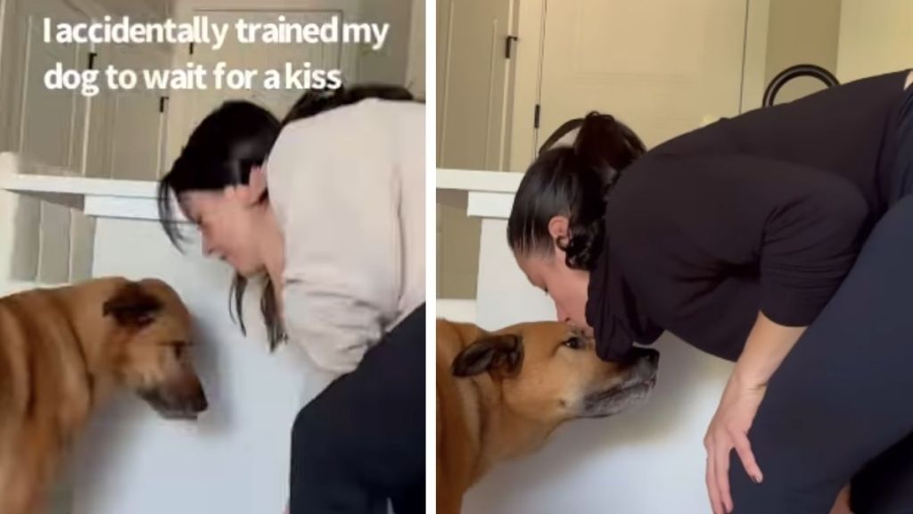 Dog Has Food Right in Front of Him, but Still Looks to Mom for a Kiss
