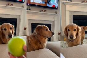 Golden Retriever turns fetch into a super laid-back activity