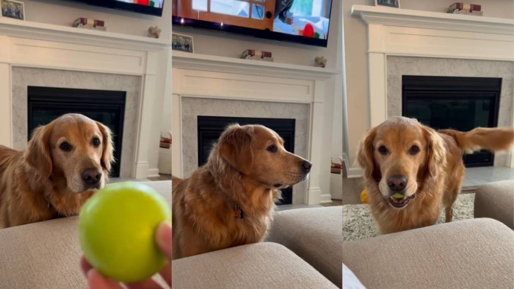 Golden Retriever turns fetch into a super laid-back activity