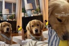 'Expressive' Golden Retriever Turns to Mom for Sweet Snuggles