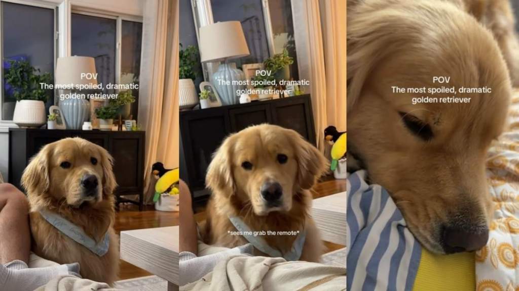'Expressive' Golden Retriever Turns to Mom for Sweet Snuggles