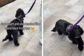 Dog Shows Just How Much She Missed Owner After 4 Days Apart