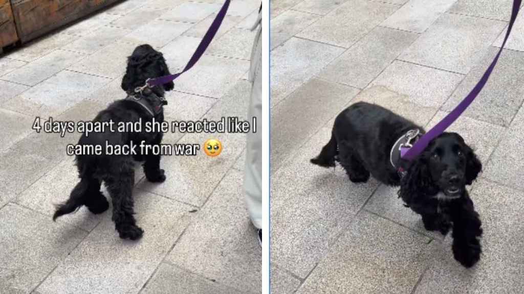 Dog Shows Just How Much She Missed Owner After 4 Days Apart