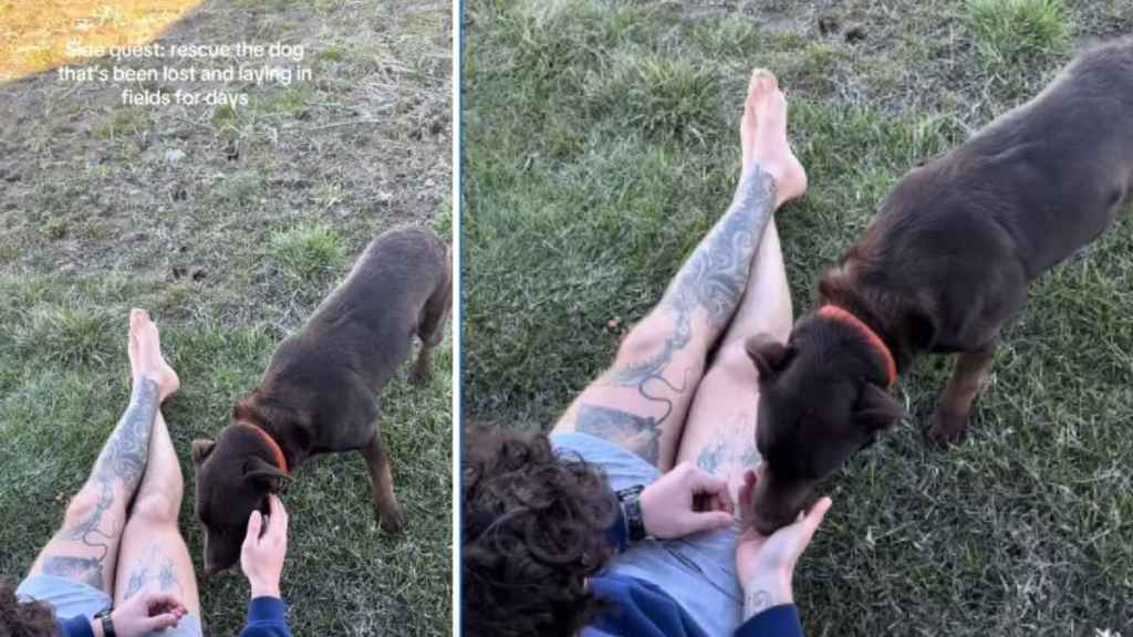 Lost Rescue Dog No One Could Save Finally Meets Family Ready To Take Her Home