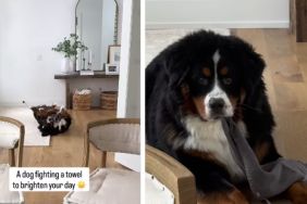 Dog Takes up Fight With Towel & Clearly Comes Out Victorious