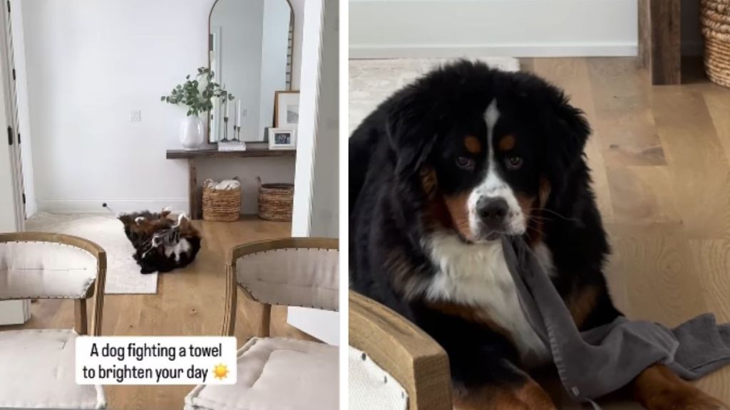 Dog Takes up Fight With Towel & Clearly Comes Out Victorious