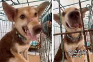 Rescue Dog Offers Hand Like She Wants To Be Taken Home, So Mom Makes It Happen