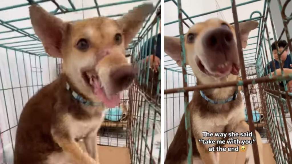 Rescue Dog Offers Hand Like She Wants To Be Taken Home, So Mom Makes It Happen