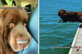 Big Dog Looks Crushed Leaving Grandma, Until a Swim Changes His Whole Mood