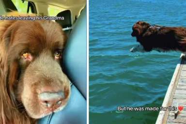 Big Dog Looks Crushed Leaving Grandma, Until a Swim Changes His Whole Mood
