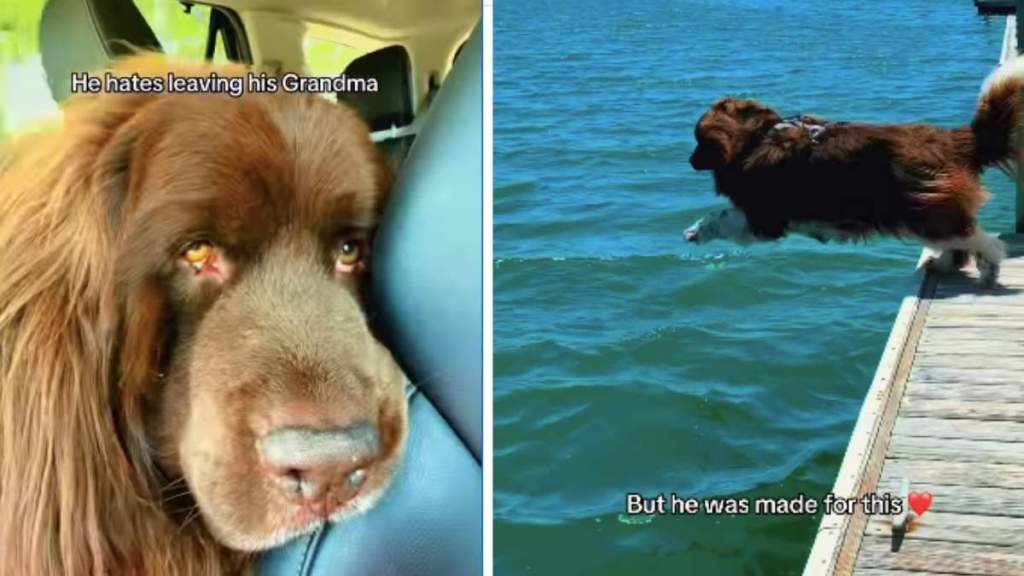 Big Dog Looks Crushed Leaving Grandma, Until a Swim Changes His Whole Mood
