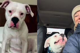 Dog Silenced at the Shelter Finds His Voice Again After Adoption