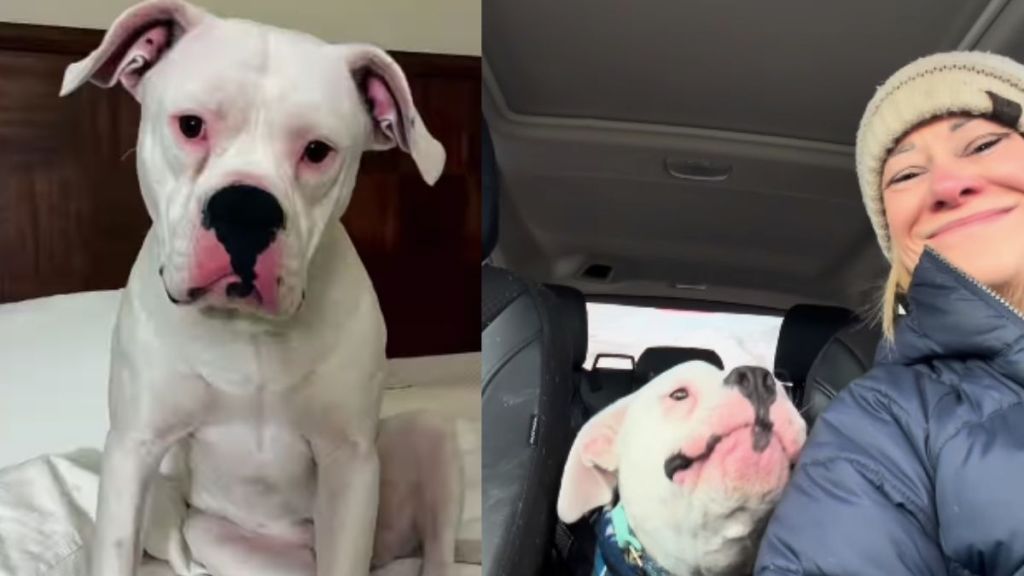 Dog Silenced at the Shelter Finds His Voice Again After Adoption