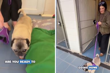 Senior Rescue Dog Gets Sweetest & Unexpected Name After Adoption