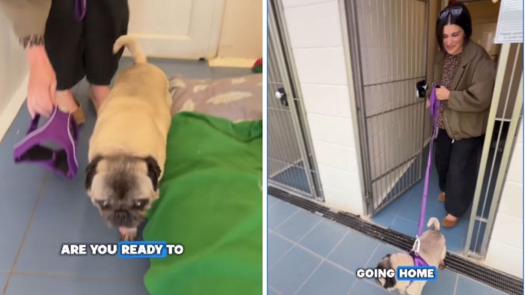 Senior Rescue Dog Gets Sweetest & Unexpected Name After Adoption