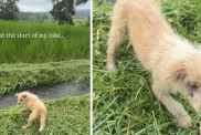 Abandoned Puppy Dumped All Alone Has No Idea Rescue Is Closer Than She Thinks