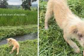 Abandoned Puppy Dumped All Alone Has No Idea Rescue Is Closer Than She Thinks