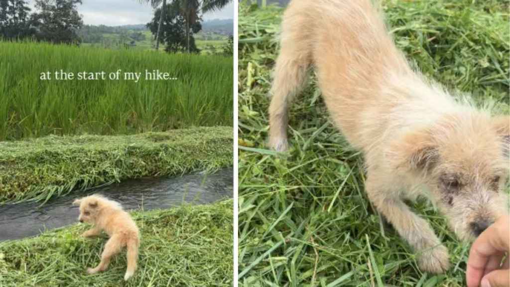 Abandoned Puppy Dumped All Alone Has No Idea Rescue Is Closer Than She Thinks