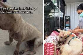 ‘Broken’ Rescue Dog Never Had His Own Bed, So He Gets One & Doesn’t Leave It