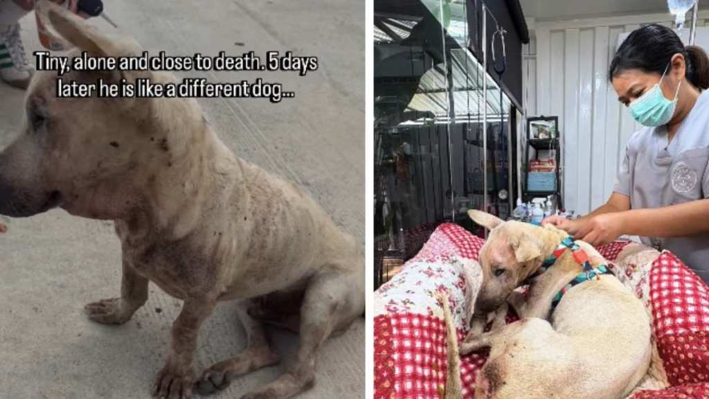 ‘Broken’ Rescue Dog Never Had His Own Bed, So He Gets One & Doesn’t Leave It
