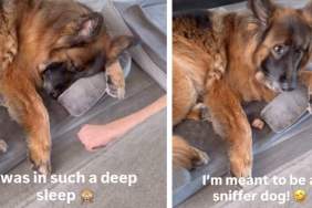(SCHEDULE) Dog Wakes up To Smell of Food but Takes Time To Figure Out Where It Is