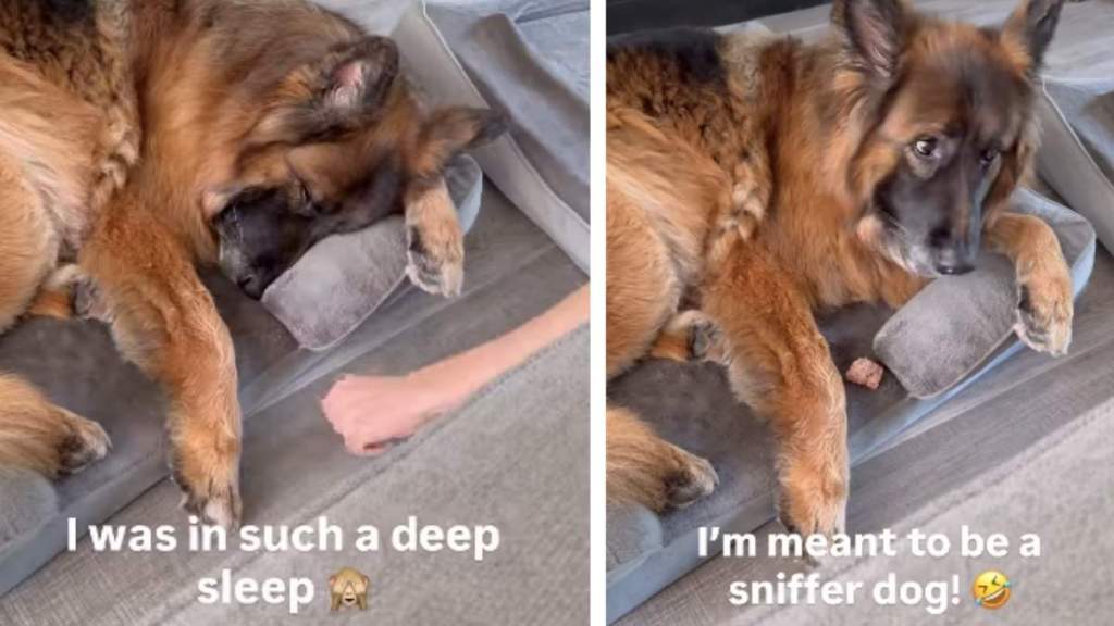 (SCHEDULE) Dog Wakes up To Smell of Food but Takes Time To Figure Out Where It Is