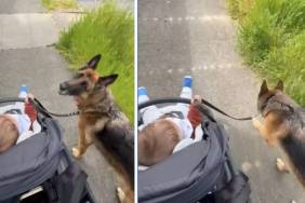 Big Dog Slows Down for Little Baby, Even Guards Her Like She’s Walking Him
