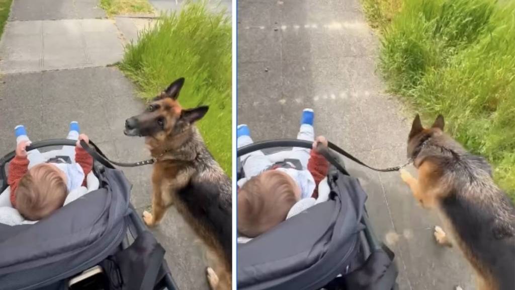Big Dog Slows Down for Little Baby, Even Guards Her Like She’s Walking Him