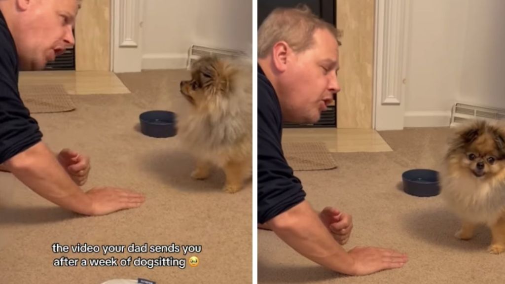 Dog & Grandpa’s Conversation Is Proof That They Share Special Bond