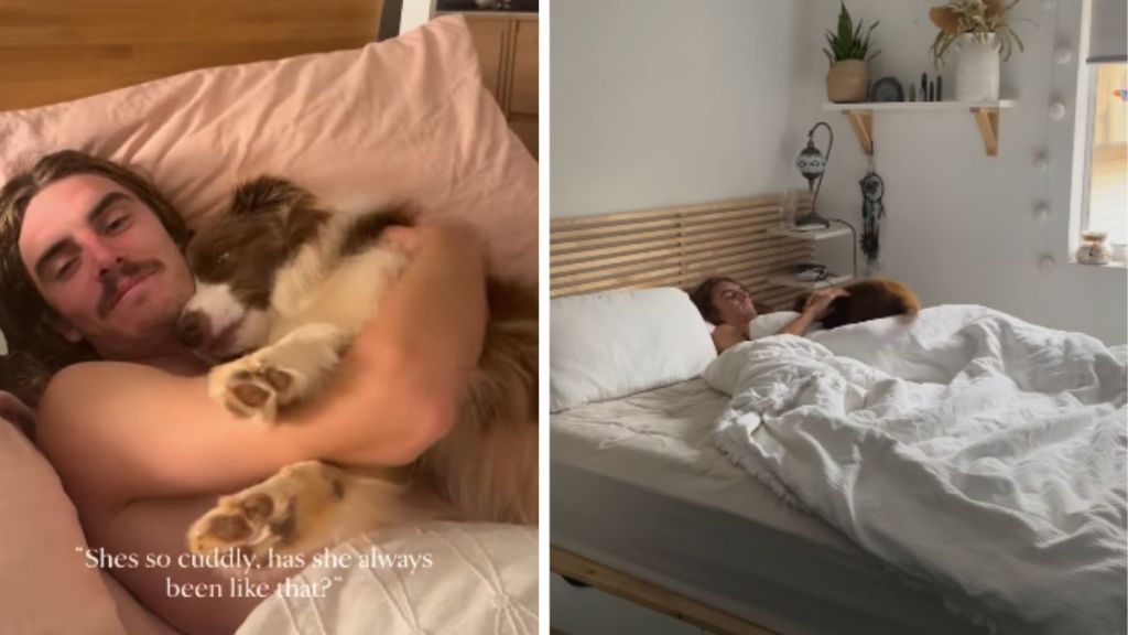 Dog Still Cuddles With Dad in Bed the Same Way She Used to as a Little Pup