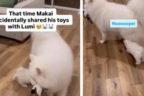 Dog 'accidentally' lets little furry sister play with his toy, and it's just sibling things