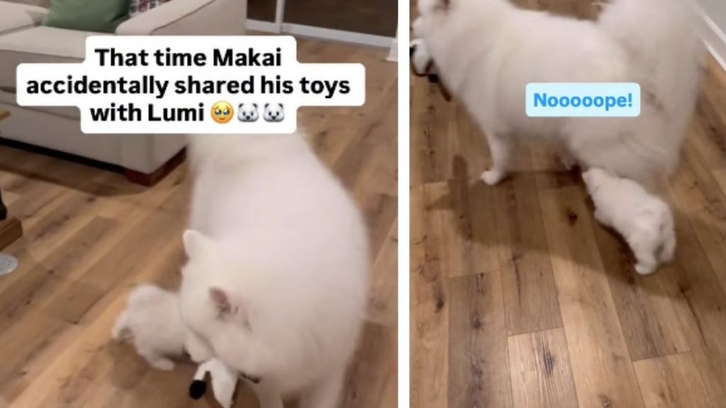 Dog 'accidentally' lets little furry sister play with his toy, and it's just sibling things
