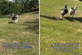 ‘Abandoned’ Rescue Dogs Get Second Chance in the Same House Where They Once Lived