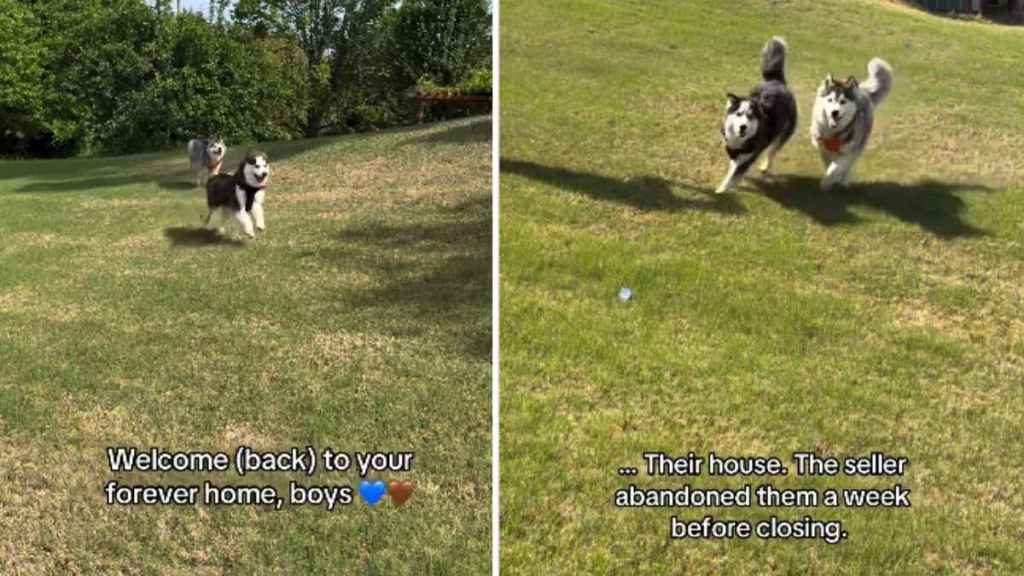 ‘Abandoned’ Rescue Dogs Get Second Chance in the Same House Where They Once Lived