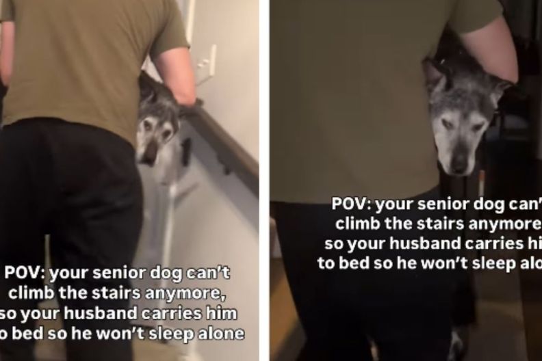 Senior Dog Can’t Climb Upstairs Anymore, but Dad Refuses To Let Him Sleep Alone