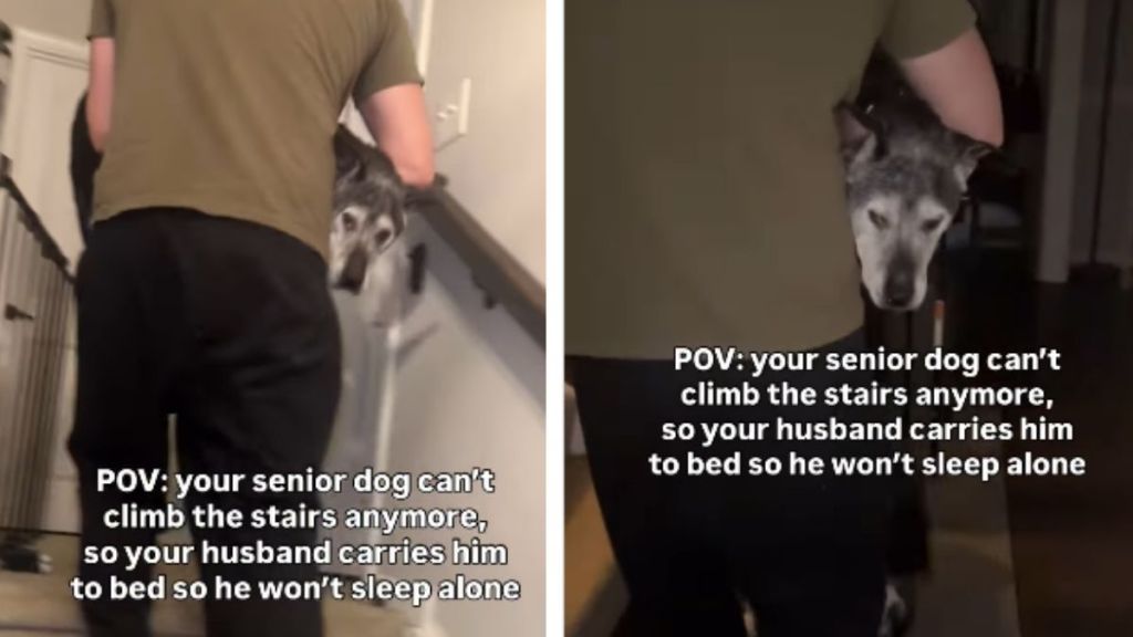 Senior Dog Can’t Climb Upstairs Anymore, but Dad Refuses To Let Him Sleep Alone