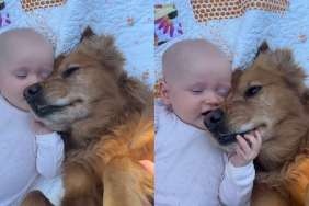 Golden Retriever & Baby Hold Each Other Close While Resting