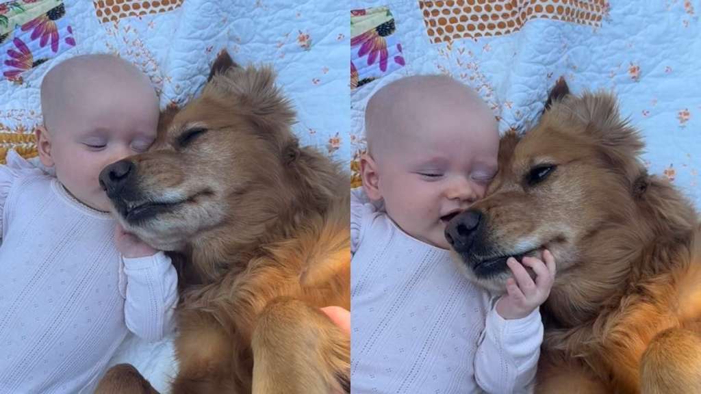 Golden Retriever & Baby Hold Each Other Close While Resting